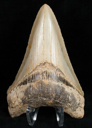 Lower Megalodon Tooth - Great Serrations #11993